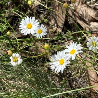 Brachyscome aculeata (Hill Daisy) at Bimberi Nature Reserve - 2 Feb 2024 by lbradley