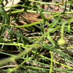 Brachyscome aculeata at Brindabella, NSW - 2 Feb 2024