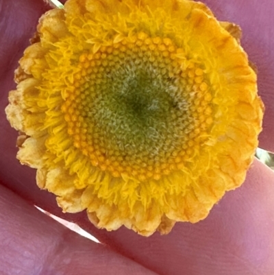 Coronidium monticola (Mountain Button Everlasting) at Bimberi Nature Reserve - 2 Feb 2024 by lbradley