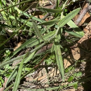 Coronidium monticola at Brindabella, NSW - 2 Feb 2024