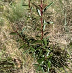 Olearia erubescens (Silky Daisybush) at Brindabella, NSW - 2 Feb 2024 by lbradley