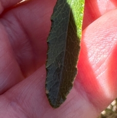 Olearia erubescens at Bimberi Nature Reserve - 2 Feb 2024