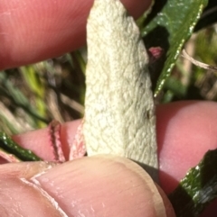 Olearia erubescens at Bimberi Nature Reserve - 2 Feb 2024