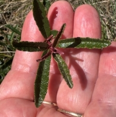 Olearia erubescens at Bimberi Nature Reserve - 2 Feb 2024