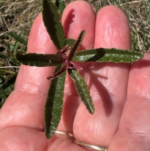 Olearia erubescens at Brindabella, NSW - 2 Feb 2024