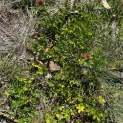 Acaena novae-zelandiae (Bidgee Widgee) at Brindabella, NSW - 2 Feb 2024 by lbradley
