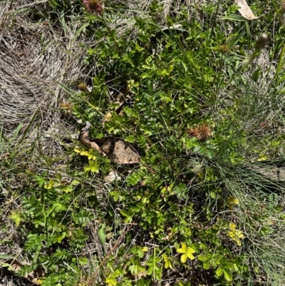 Acaena novae-zelandiae (Bidgee Widgee) at Brindabella, NSW - 2 Feb 2024 by lbradley