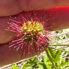 Acaena novae-zelandiae at Bimberi Nature Reserve - 2 Feb 2024