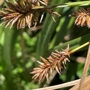 Cyperus lucidus at QPRC LGA - 2 Feb 2024