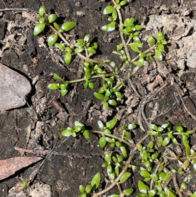 Elatine gratioloides (Waterwort) at Bendoura, NSW - 2 Feb 2024 by JaneR