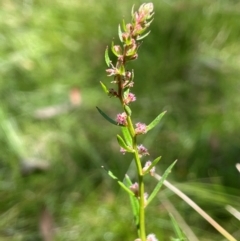 Haloragis heterophylla (Variable Raspwort) at QPRC LGA - 2 Feb 2024 by JaneR