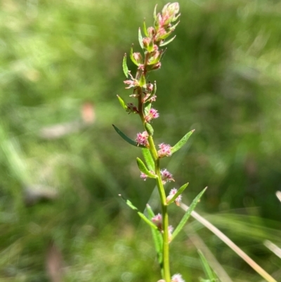 Haloragis heterophylla (Variable Raspwort) at QPRC LGA - 2 Feb 2024 by JaneR