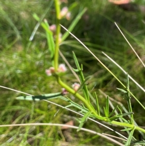 Haloragis heterophylla at QPRC LGA - 2 Feb 2024