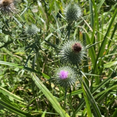 Cirsium vulgare (Spear Thistle) at Bendoura, NSW - 2 Feb 2024 by JaneR