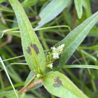 Persicaria prostrata (Creeping Knotweed) at Bendoura, NSW - 2 Feb 2024 by JaneR