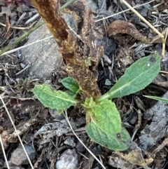 Verbascum virgatum at Brindabella, ACT - 2 Feb 2024