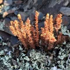 Crassula sieberiana (Austral Stonecrop) at Brindabella, NSW - 2 Feb 2024 by lbradley