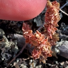 Crassula sieberiana at Brindabella, NSW - 2 Feb 2024 06:01 PM