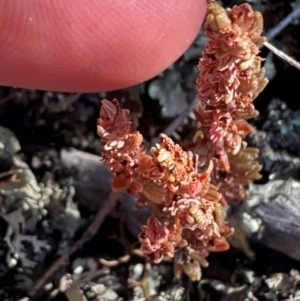 Crassula sieberiana at Brindabella, NSW - 2 Feb 2024 06:01 PM