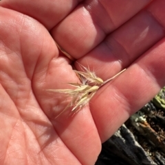 Rytidosperma sp. (Wallaby Grass) at Bimberi Nature Reserve - 2 Feb 2024 by lbradley