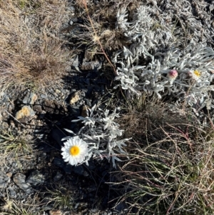 Leucochrysum alpinum at Brindabella, NSW - 2 Feb 2024