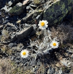 Leucochrysum alpinum at Brindabella, NSW - 2 Feb 2024