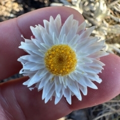 Leucochrysum alpinum at Brindabella, NSW - 2 Feb 2024 05:54 PM