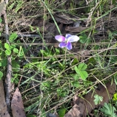 Viola betonicifolia (Mountain Violet) at Cotter River, ACT - 2 Feb 2024 by lbradley