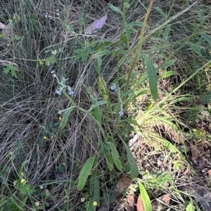 Cynoglossum australe at Brindabella, ACT - 2 Feb 2024