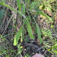 Cynoglossum australe at Brindabella, ACT - 2 Feb 2024