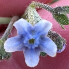 Cynoglossum australe at Brindabella, ACT - 2 Feb 2024