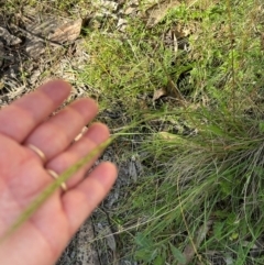 Dichelachne sp. (Plume Grasses) at Namadgi National Park - 2 Feb 2024 by lbradley