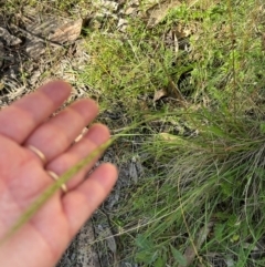 Dichelachne sp. (Plume Grasses) at Cotter River, ACT - 2 Feb 2024 by lbradley