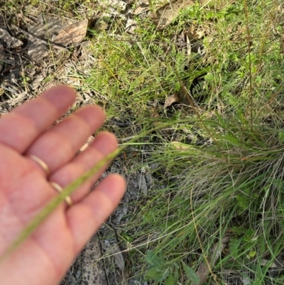 Dichelachne sp. (Plume Grasses) at Cotter River, ACT - 2 Feb 2024 by lbradley