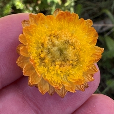 Coronidium monticola (Mountain Button Everlasting) at Cotter River, ACT - 2 Feb 2024 by lbradley