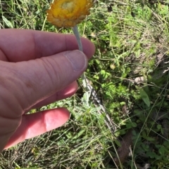 Coronidium monticola at Brindabella, ACT - 2 Feb 2024