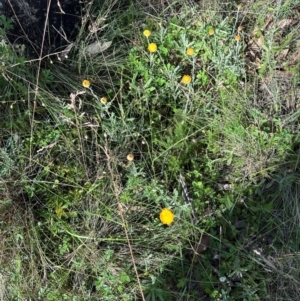 Coronidium monticola at Brindabella, ACT - 2 Feb 2024