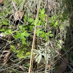 Geranium gardneri (Rough Crane's-Bill) at Brindabella, ACT - 2 Feb 2024 by lbradley