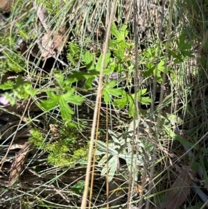 Geranium gardneri at Brindabella, ACT - 2 Feb 2024