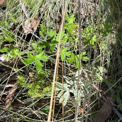 Geranium gardneri (Rough Crane's-Bill) at Brindabella, ACT - 2 Feb 2024 by lbradley