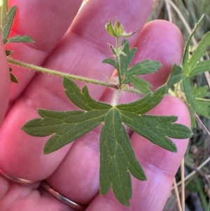 Geranium gardneri at Brindabella, ACT - 2 Feb 2024