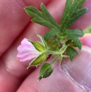 Geranium gardneri at Brindabella, ACT - 2 Feb 2024