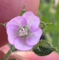 Geranium gardneri at Brindabella, ACT - 2 Feb 2024