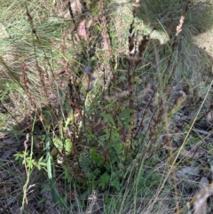 Euphrasia collina (Purple Eye-bright) at Brindabella, ACT - 2 Feb 2024 by lbradley