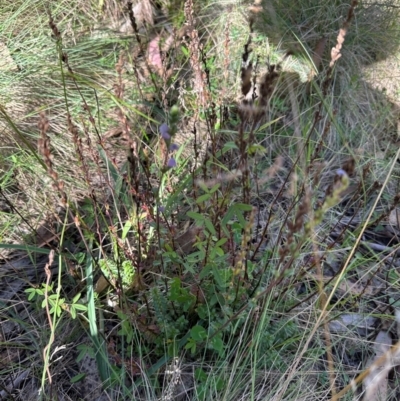 Euphrasia collina (Purple Eye-bright) at Cotter River, ACT - 2 Feb 2024 by lbradley