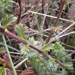 Euphrasia collina at Brindabella, ACT - 2 Feb 2024