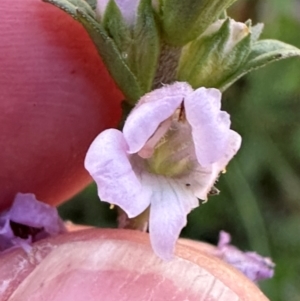 Euphrasia collina at Brindabella, ACT - 2 Feb 2024