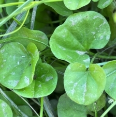 Dichondra repens (Kidney Weed) at Bendoura, NSW - 2 Feb 2024 by JaneR