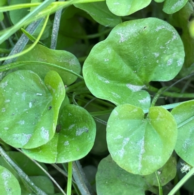 Dichondra repens (Kidney Weed) at QPRC LGA - 2 Feb 2024 by JaneR