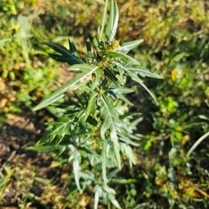 Xanthium spinosum at Molonglo River Reserve - 2 Feb 2024